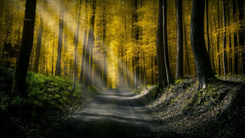 sunlight, peaceful, autumn, deciduous, woodland, road, foliage, forest, nature, light, calm, 1080P, leaves, twilight, rays, tree
