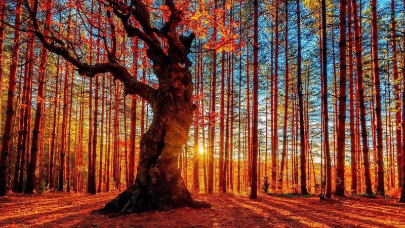woodland, trunk, leaves, sunray, change, sunset, plant, growth, deciduous, scenics - nature, outdoors, autumn, tranquility, sunlight, tree trunk, tranquil scene