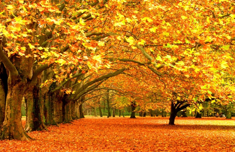 change, green Color, woodland, autumn collection, red, nature, november, colors, tree, plant, plant part, forest trees, tranquil Scene, non-Urban Scene