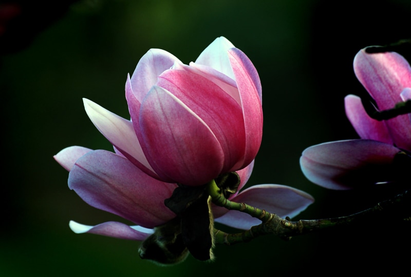 focus, selective, photography, selective focus, Magnolias, Flowering tree, close-up, magnolia, Pink, Sony DSLR-A300, Public Domain, Magnolia. Campbellii