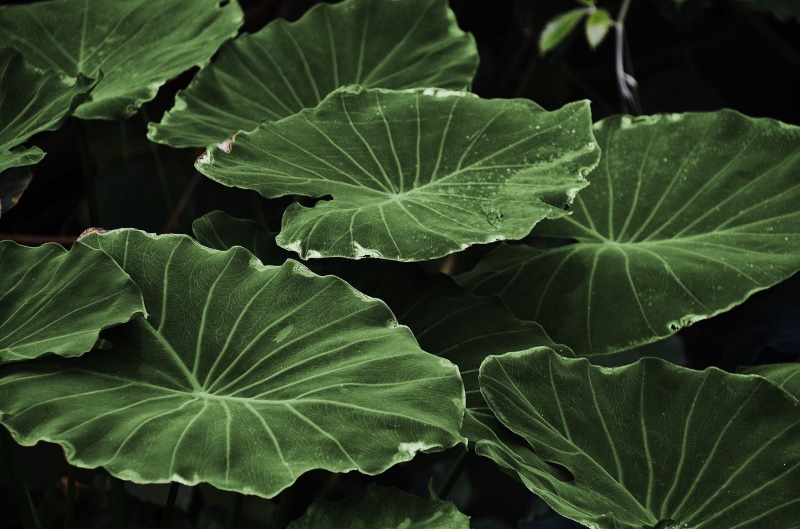 background, natural condition, food, outdoors, vegetable, leaf, land, field, day, plant leaves, close-up, leaves, growth, dew, colorful, leaf vein, vulnerability
