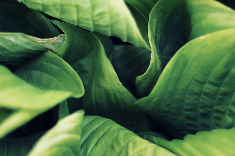 plant, Leaves  Green, Canon  eos, 720P, dof, Nature, Summer, Hypnosis, Depth of field, Rebel, Macro photography, green, green leaves, freshness, organic