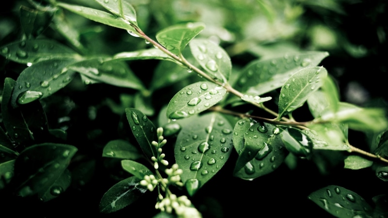 Rain, Water, 2K, Drops, Green, Plants, After, Leaves