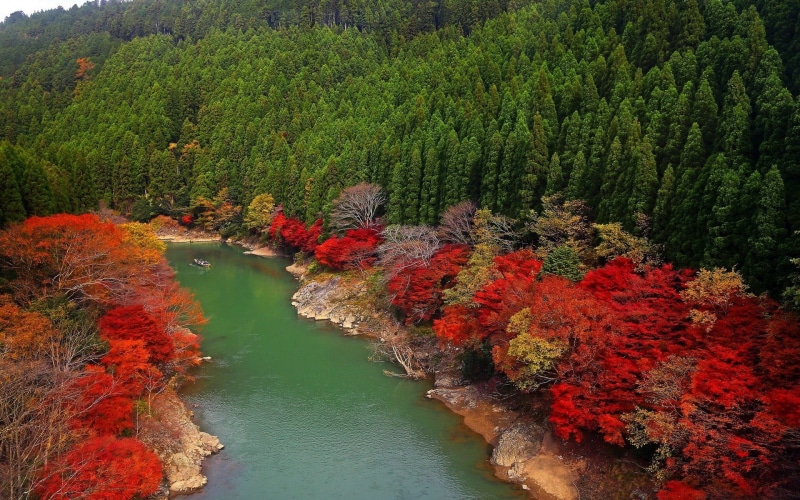 outdoors, petaled, river, idyllic, day, water, leaves, green, tranquil scene, beauty in nature, Japan, high angle view, trees, boat, plant, green color