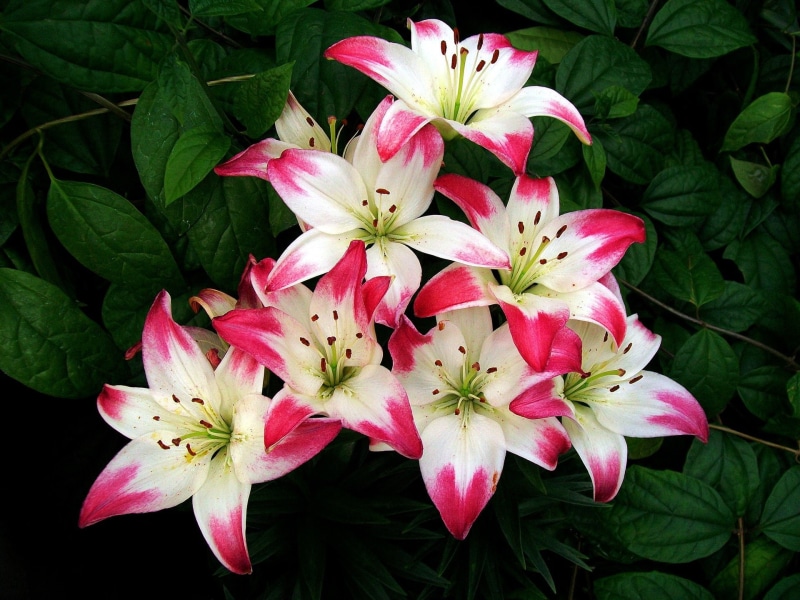 Red, Flowers, Leaves, Petals, Lily, White, 1080P