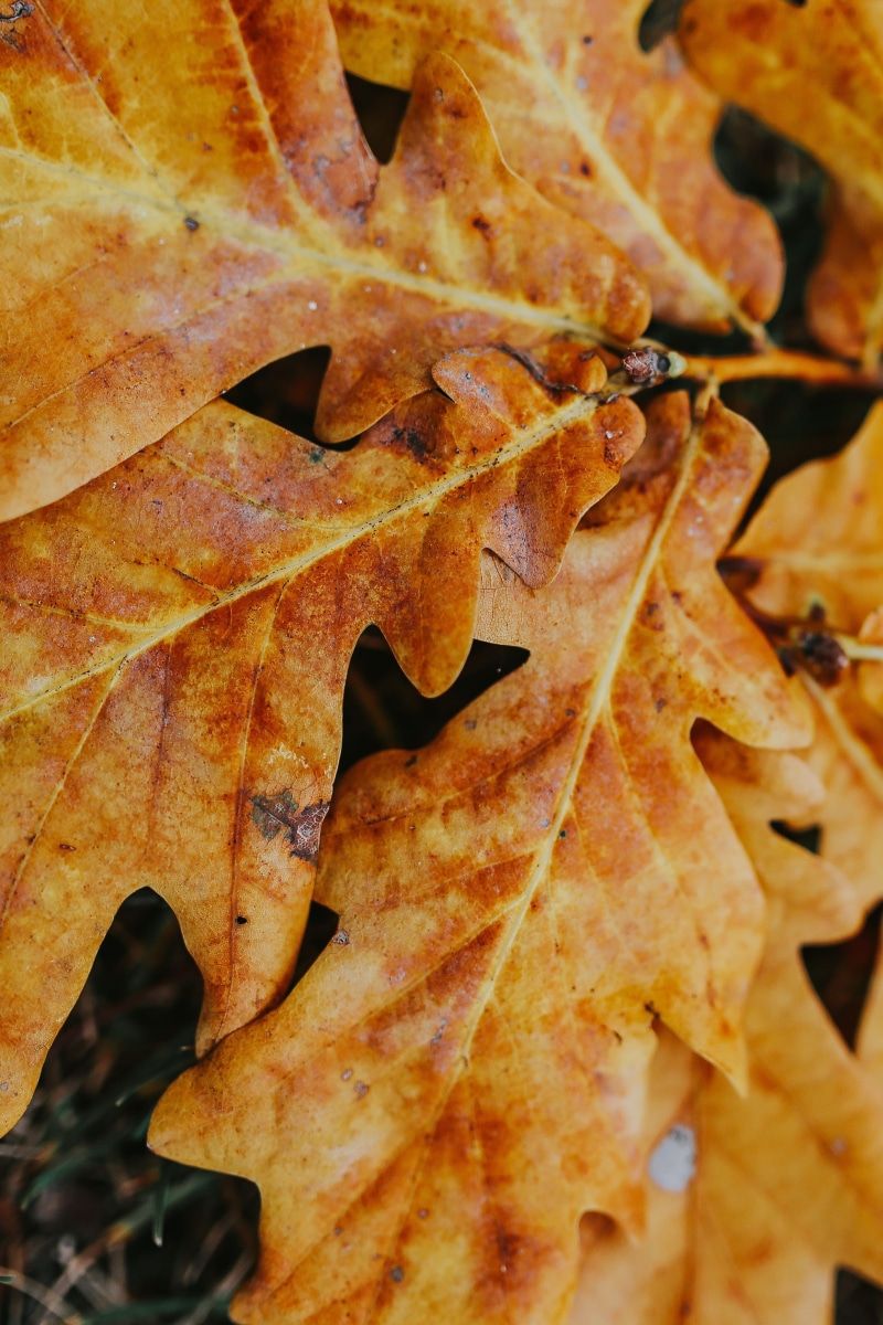 close-up, natural condition, multi Colored, day, change, brown, food and drink, smartphone, maple leaf, full frame, nature, focus on foreground, plant part