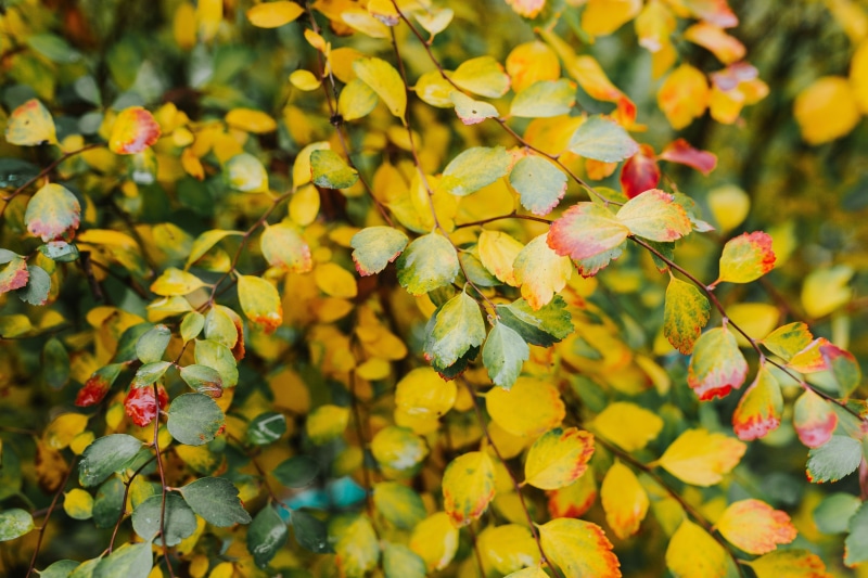 backgrounds, multi Colored, plant, colors, orange Color, green, fruit, Yellow, leaf, leaves, autumn collection, no people, forest, close-up, autumn, nature