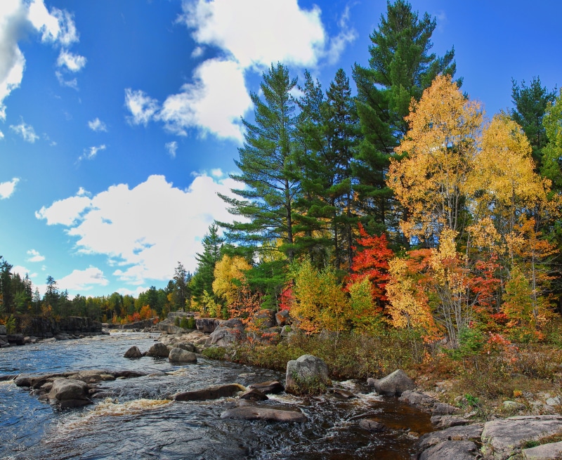 scenics - nature, forest, fall, leaves, change, nature, coniferous tree, Autumn, orange, Fall, scenics, tranquil scene, 2K, growth, seasonal, foliage