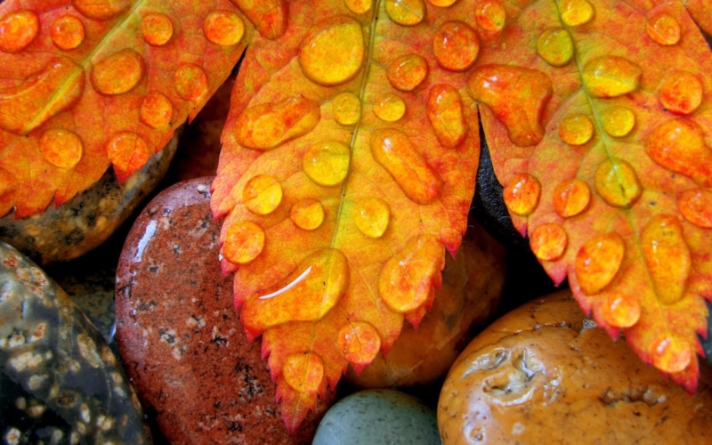 Drop, Water, Autumn, Leaves, 1080P