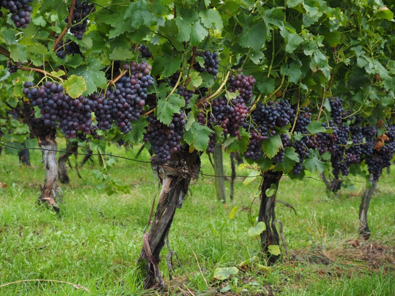 freshness, climber, outdoors, food, vine, 4K, growth, vines, vitis, noble vine, red grape, crop, winemaking, wine berries, farm, agriculture, bunch, grapes