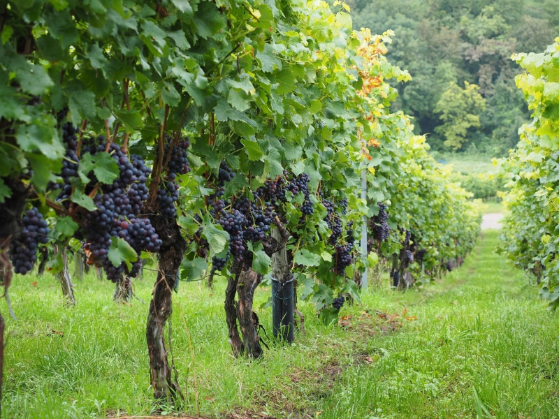 winemaking, growth, agriculture, beauty in nature, wine berries, food, healthy eating, nature, vine, pods, food and drink, lot, green color, blue, fruits