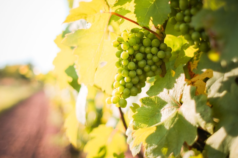 food and drink, plant, grapevine, crop, winemaking, agriculture, landscape, vine, winery, rural scene, healthy eating, farm, leaf, nature, field, growth