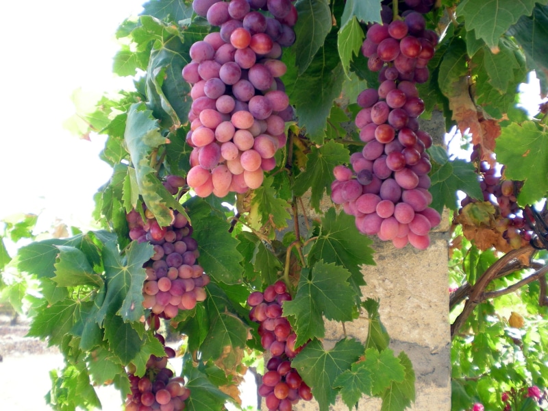 abundance, grapes, sweet, food and drink, winery, ripe, wine, 2K, winemaking, tree, red, berries, wellbeing, leaf, nature, bunch, agriculture, growth