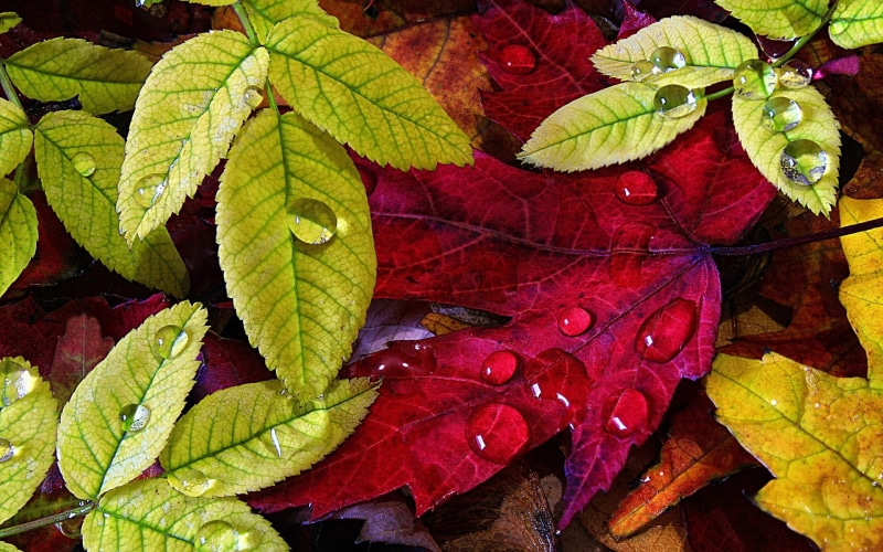 Drops, Autumn, Yellow, 1080P, Water, Green, Leaves
