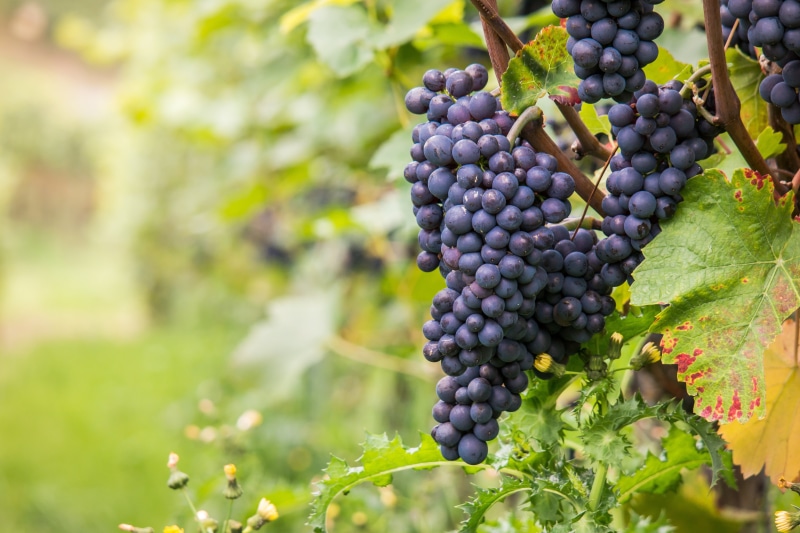 grape, ahr valley, winemaker, 5K, fruit, abundant, red, fill, organic, food and drink, pinot noir, golden autumn, rural Scene, wealth, day, growth, freshness