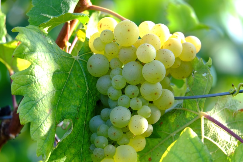 autumn, 4K, focus on foreground, vineyard, Fruit, nature, white grapes, vine, outdoors, rural Scene, Plant, healthy eating, berries, green Color, winery