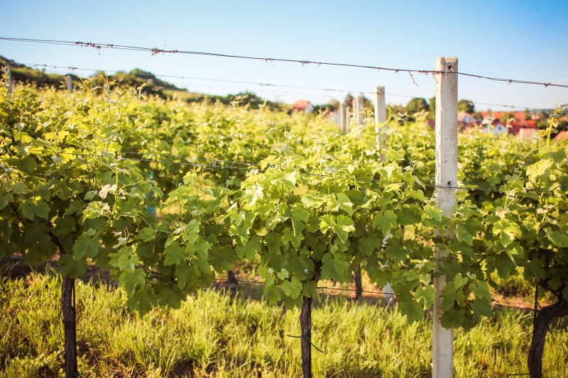 winemaking, winery, outdoors, in A Row, crop, landscape, 4K, green Color, focus on foreground, vines, farm, field, growth, rural Scene, leaf, Rows, czech republic