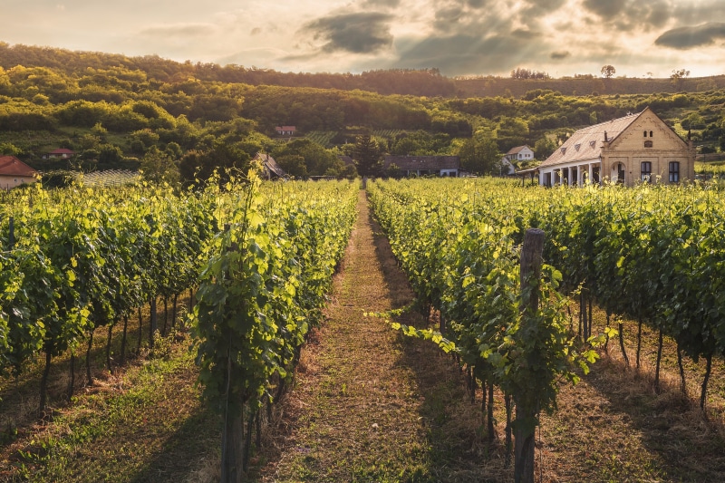 viticulture, sky, green, countryside, landscape, 5K, hill, grapevine, nature, scenics - nature, cropland, the way forward, field, growth, wine, diminishing perspective
