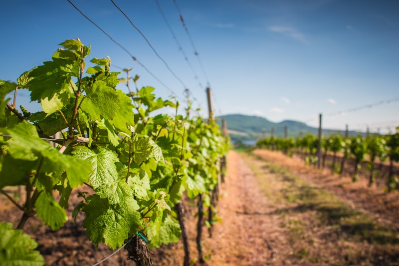 landscape, farm, hill, plantation, landscaped, food, grape, blue, scenics, fruit, nature, Waiting, First, Vineyard, wine, sunlight, cloudless, tuscany