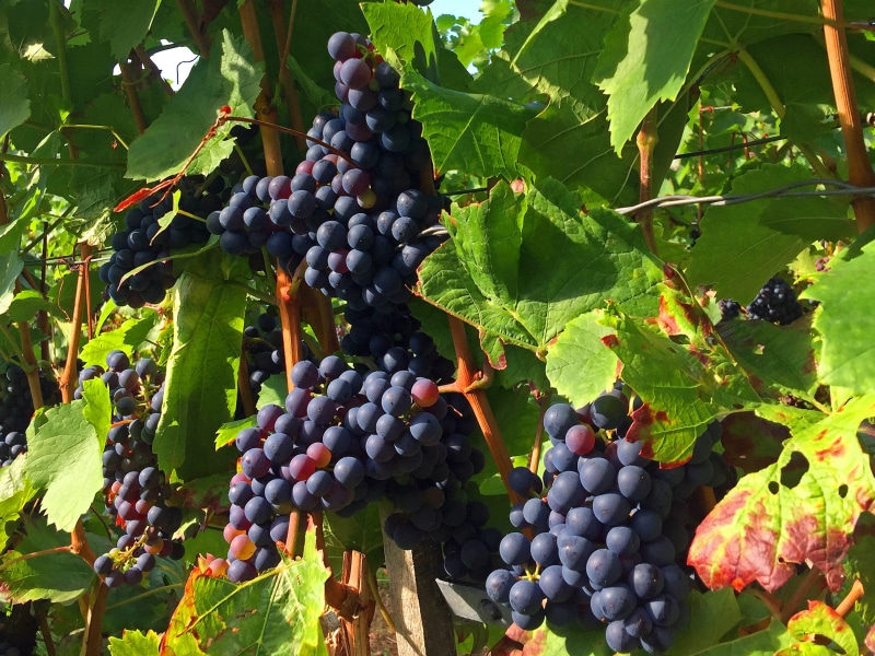 wine, healthy eating, Grapes, fruit, leaf, blue, plantation, ripe, summer, day, Rebstock, rural Scene, no people, growth, nature, Vineyard, bunch, grape