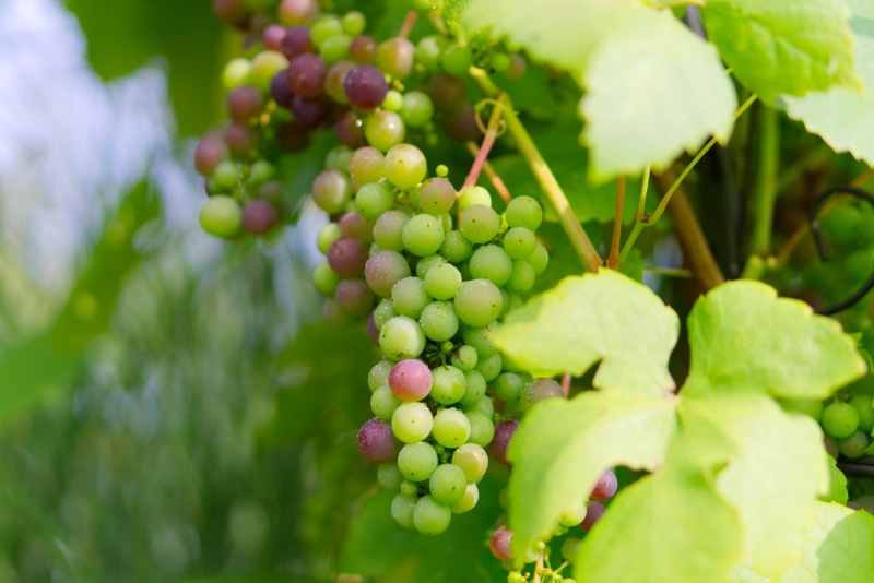 eat, plantation, plant part, food and drink, freshness, healthy eating, 5K, food, vines stock, bunch, leaf, fruit, close-up, grapes, green color, grapevine