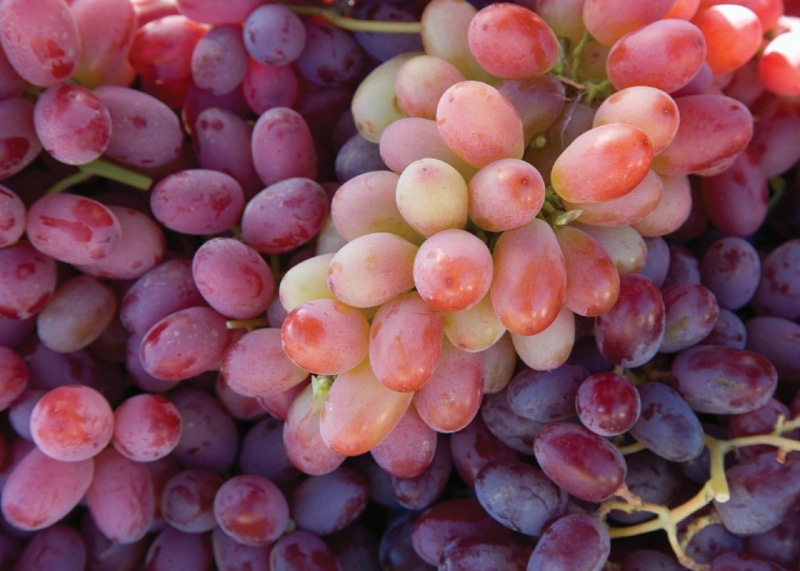 plant, 1080P, bunch, healthy eating, still life, pile, full frame, close-up, ripe, freshness, no people, harvest, nature, backgrounds, grapevine, food and drink
