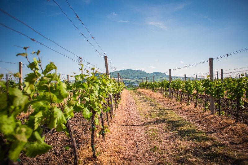 grapevine, czech, no People, Czech Republic, green Color, vine, sky, republic, non-Urban Scene, Palava, field, hills, plant, cloudless, land, Vineyards