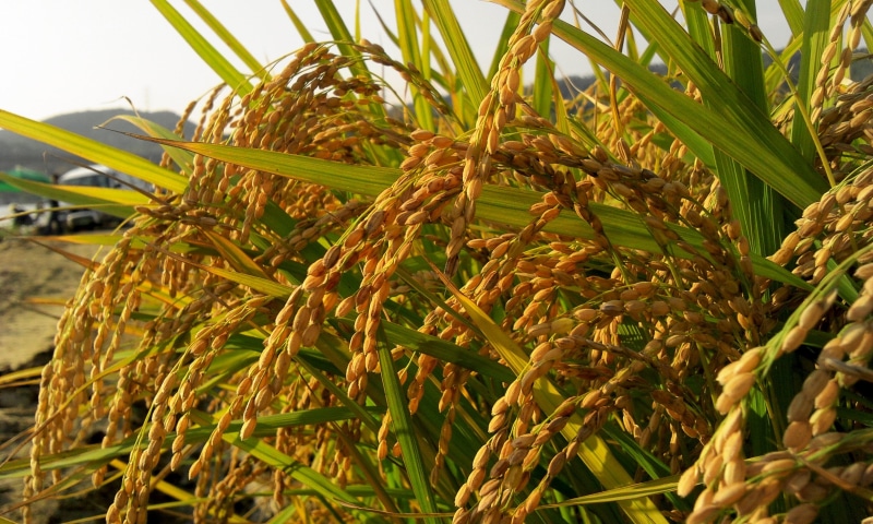 tour, beauty in nature, harvest, plant, s, ripe, farm, crop, summer, close-up, yellow, green color, rice - cereal plant, agriculture, photograph, cereal plant