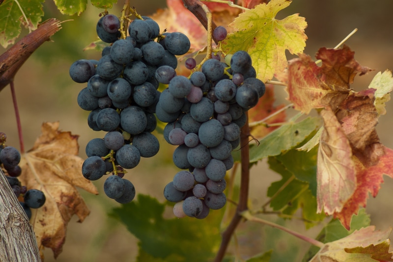 winery, cluster, vineyard, wellbeing, focus on foreground, plant, vine, food and drink, winemaking, growth, food, close-up, harvest, grapes, agriculture