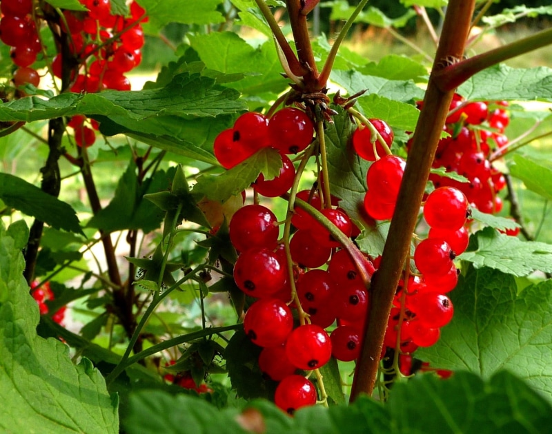 bunch, summer, 720P, plant, Fruits, red, organic, leaf, food, fruit, Berrys, ripe, nature, cherries, berry Fruit, freshness, agriculture, photography