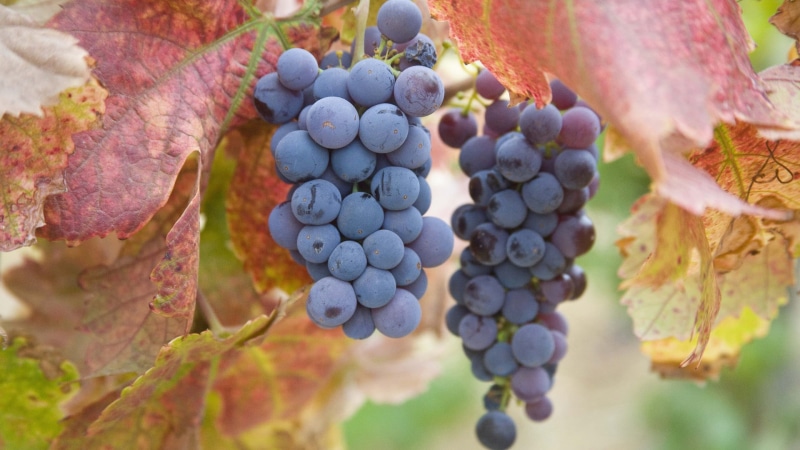 purple, crop, farming, close, produce, close-up, delicious, grow, plant part, food, ripe, diet, plant, healthy, agriculture, growth, vitamin, grape, winery