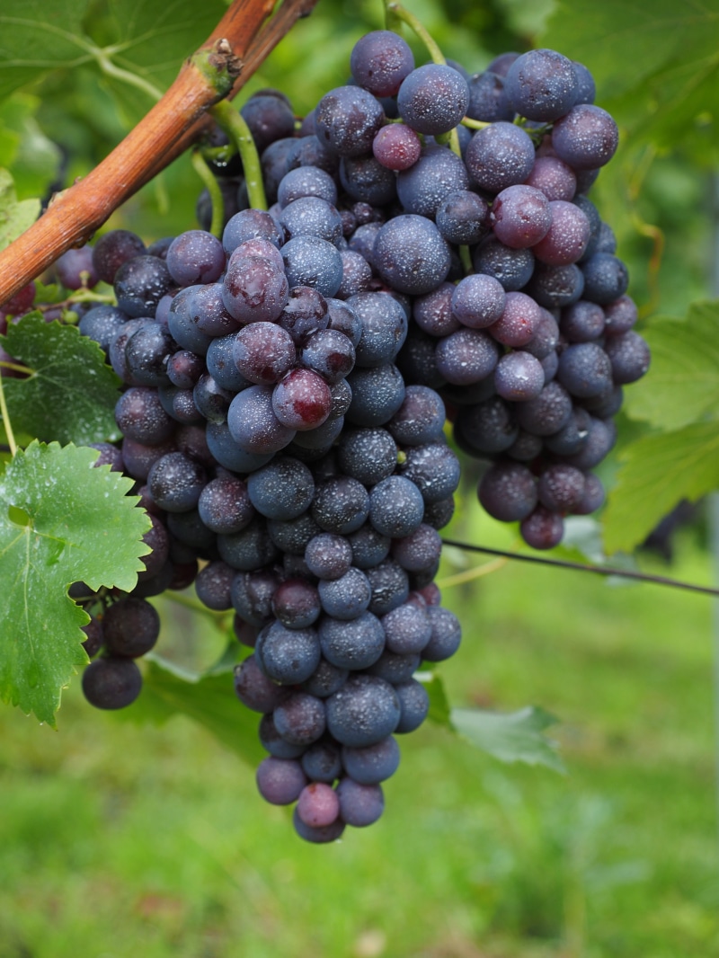 Inoculated, climber, grape, blue, pesticidal, winegrowing, wine berries, plantation, Wine, growth, focus, freshness, bunch, toxic, plant protection products