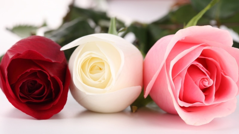 bud, red, pink rose, macro, white rose, 1080P, roses, rose, flowers, pink, red rose, white