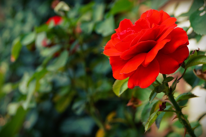 nature, 4912x3264, flowers, red, leaves, rose, red rose, 4K