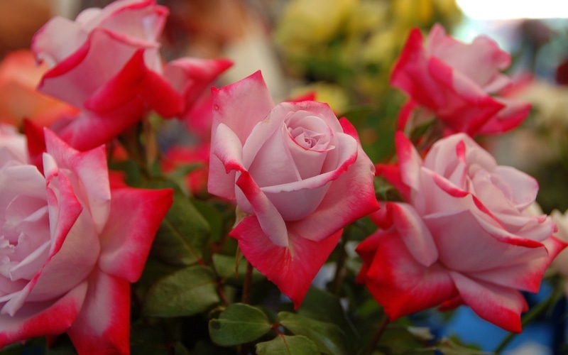Rose, Petals, 1080P, Flowers, Buds, White, Red