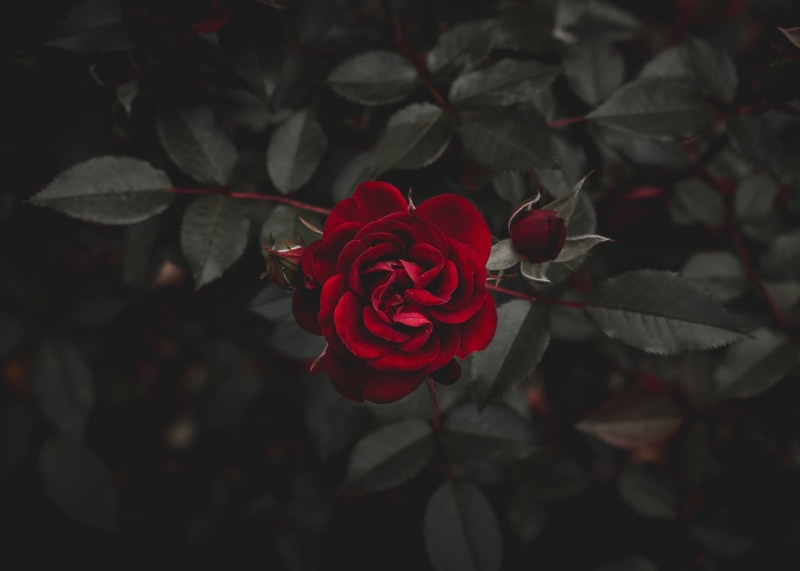 plant, inflorescence, flowering plant, love, petal, bouquet, nature, backgrounds, anniversary, beautiful, outdoors, 5K, gift, fragility, day, decoration
