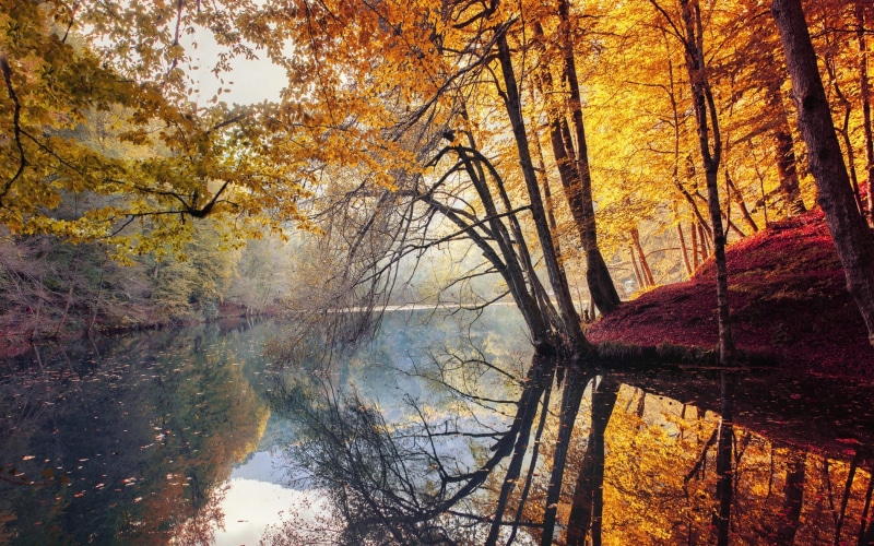 autumn collection, mist, idyllic, growth, sunlight, reflection, autumn, scenics - nature, 1080P, tranquil Scene, red, october, tree, landscape, color Image