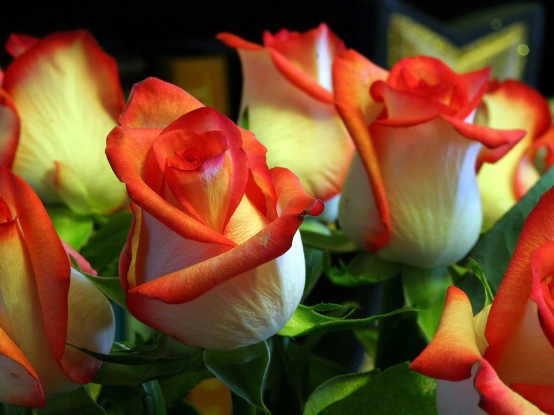 stem, inflorescence, orange, flowerbed, close-up, buds, color Image, leaf, flower, green, botany, roses, vulnerability, rose - flower, flower Head, gardening