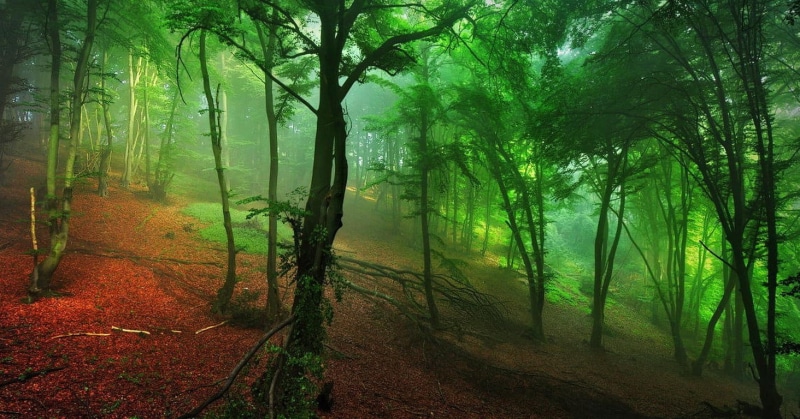 season, tree trunk, morning, non-Urban Scene, branch, leaves, scenics - nature, mystery, moss, sun, backgrounds, sunbeam, autumn, environment, rainforest
