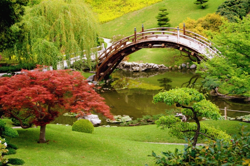 maple, wooden bridge, tree, bridge - Man Made Structure, Japanese  garden, Ventura County Fair, Magic Garden, autumn, willow, garden  bridge, outdoors
