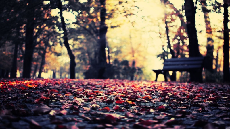 scenics, leaves, fall, photography, wooden, s, vibrant Color, non-Urban Scene, trunk, colors, bright, woodland, light - Natural Phenomenon, surface level