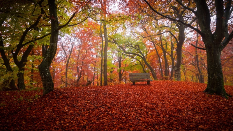 plant, day, bench, tranquility, brown, autumn, orange color, no people, trunk, plant part, land, beauty in nature, park bench, tree, woodland, growth, wooden