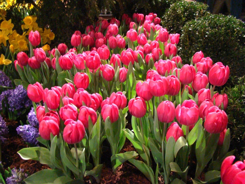 tulip, springtime, summer, outdoors, Spring  Flowers, flower Head, pink, multi Colored, nature, 2K, green Color, flower, Spring Flowers, flowers, plant
