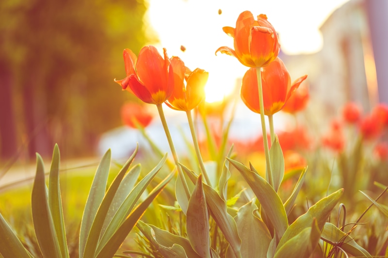 green, growth, outdoors, plant, sunbeams, freshness, beauty In Nature, land, close-up, warm, flowerbed, green Color, flower, 4K, Sunset, fragility, sky