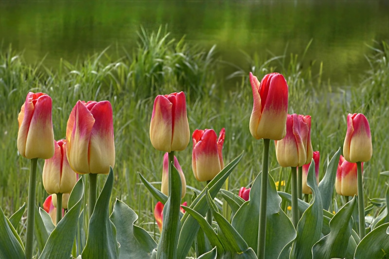 beige, growth, flowers, flowering plant, yellow red, outdoors, petal, field, tulip, pink, flower, tulipa, nature, no people, yellow, season, flowerbed