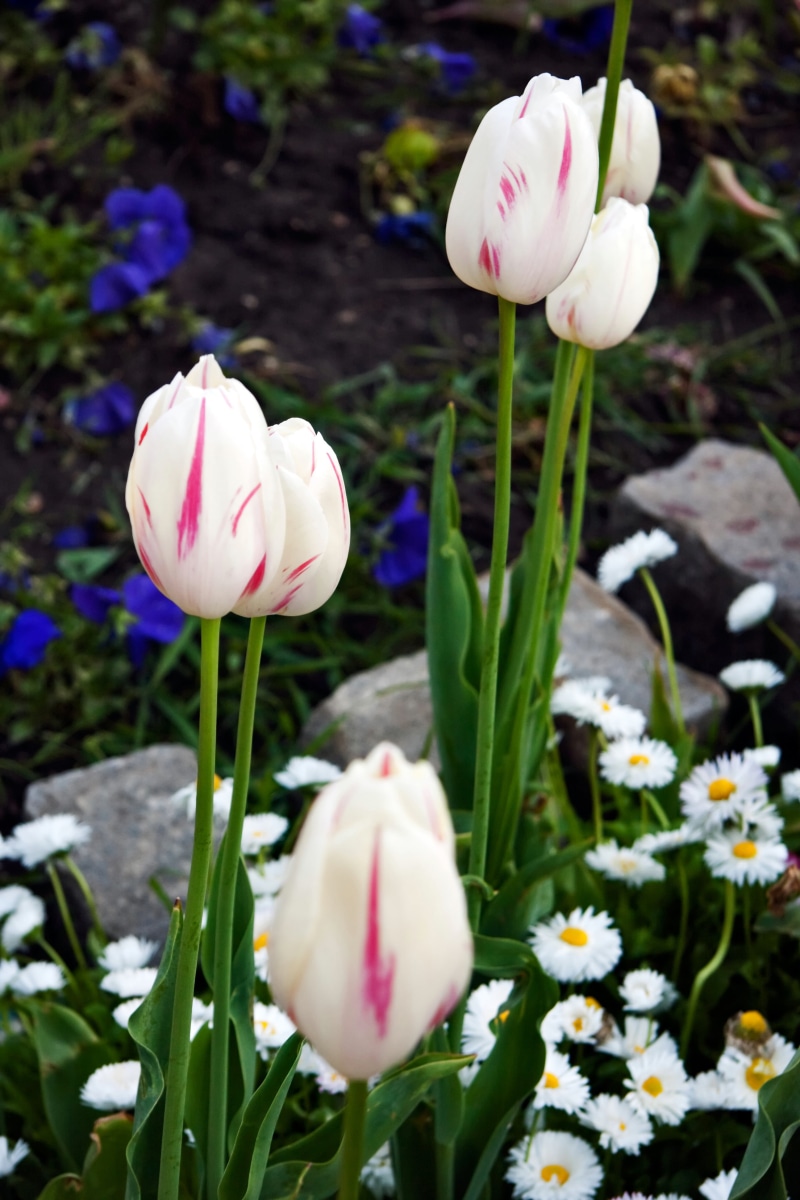 tulip, plant, nature, flowers, flower garden, white, groups, springtime, 4K, season, flower, spring, tulips, outdoors, flower Head, freshness, garden  white