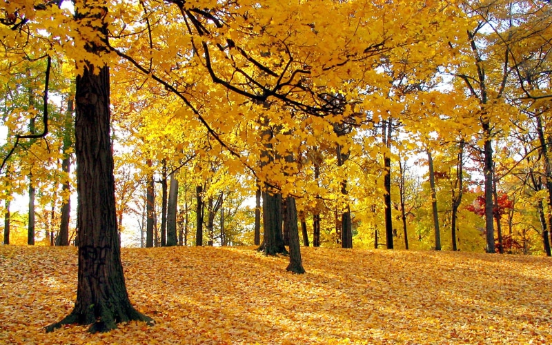 season, park - Man Made Space, rural Scene, silence, beauty In Nature, growth, tree, gold Colored, vibrant Color, woodland, sun, lush Foliage, very much