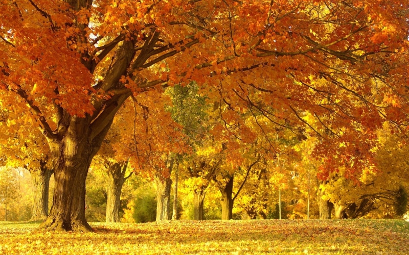 nature, land, idyllic, fall, October, Silence, plant, day, Trees, beauty in nature, natural condition, autumn collection, no people, plant part, tranquil scene