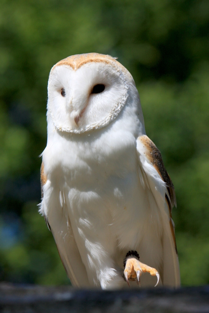 white, barn own, portrait, owl, talons, details, wild, white color, nature, no people, perching, vertebrate, looking away, animals in the wild, photo, bird