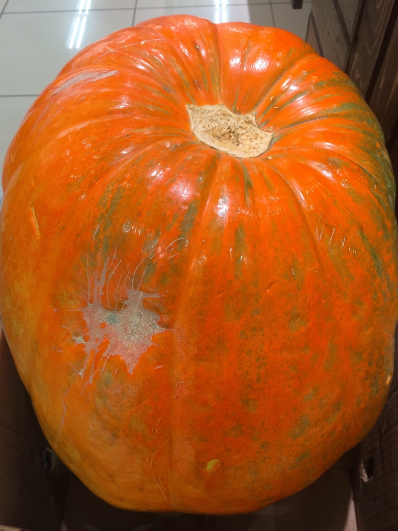 october, still life, fruit, living, Halloween, orange, supermarket, close-up, day, celebration, Huge, food, 2K, very big, no people, healthy eating, fruits and vegetables